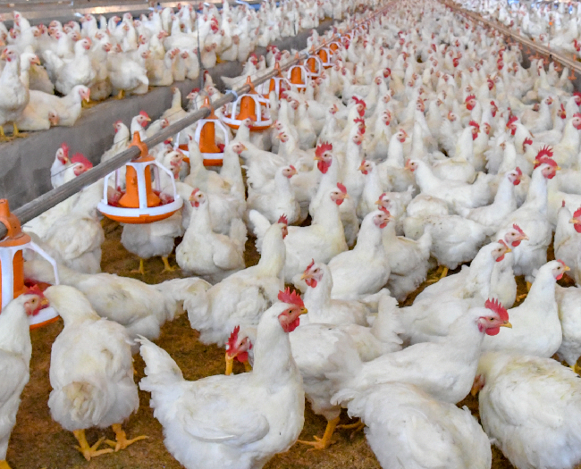 aviculture
