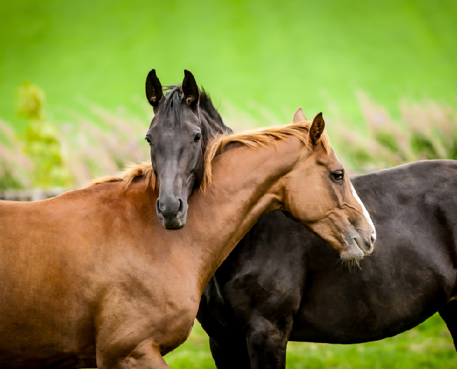 cheval