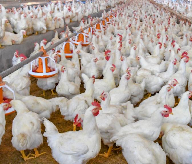 aviculture